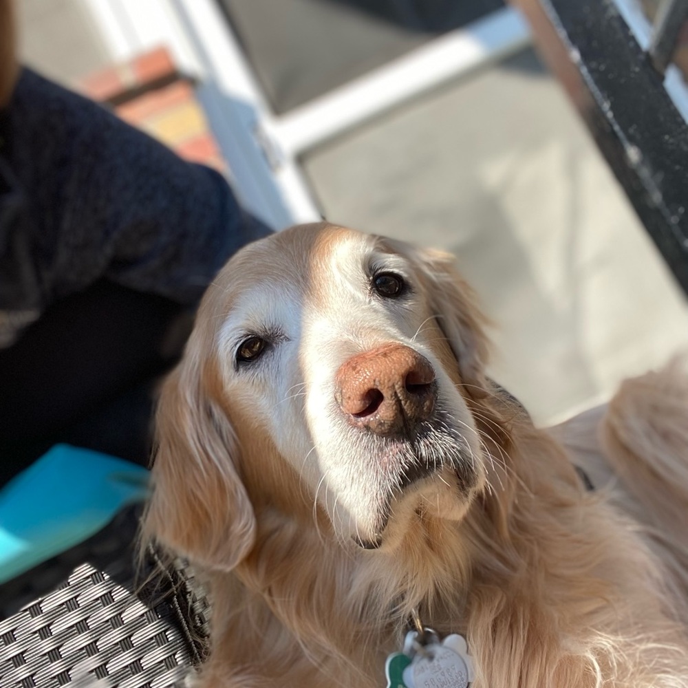Meet your Posher, Lexie